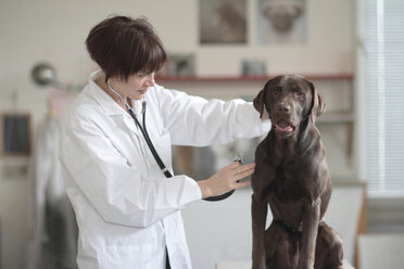Female veterinarian examining dog in clinic - CUF36700