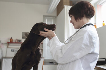 Female veterinarian examining dogs eyes in clinic - CUF36702