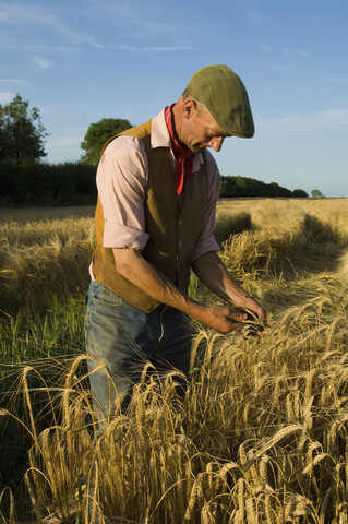 Landwirt bei der Arbeit auf einem Gerstenfeld, lizenzfreies Stockfoto