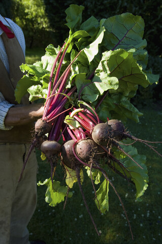 Landwirt mit Rote-Bete-Trauben, lizenzfreies Stockfoto