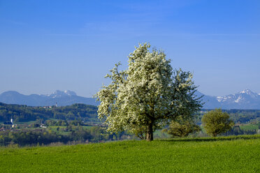 Germany, Bavaria, Upper Bavaria, Chiemgau, Rupertiwinkel, Waginger See, flowering fruit tree near Tettenhausen - LBF01969