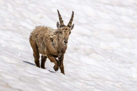 Schweiz, Tessin, Alpensteinbock, Capra ibex, lizenzfreies Stockfoto