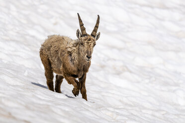 Schweiz, Tessin, Alpensteinbock, Capra ibex - STSF01669