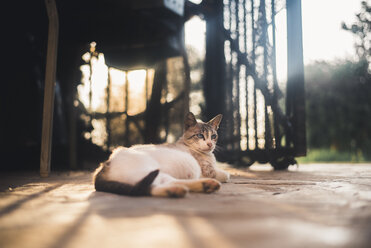 Pregnant cat resting on the ground - ACPF00058