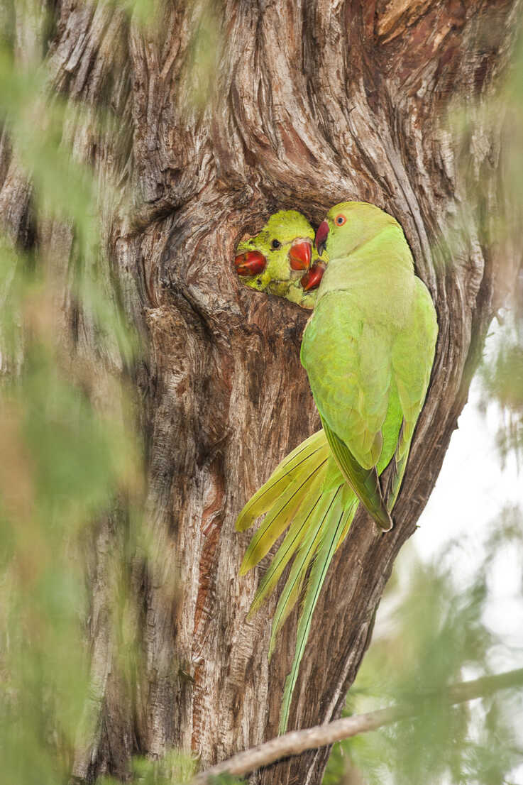 Stock photo of Rose ringed / Ringnecked parakeet (Psittacula krameri) pair  at nest hole…. Available for sale on www.naturepl.com