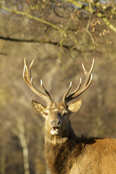 Red Deer - Cervus elaphus - CUF37300