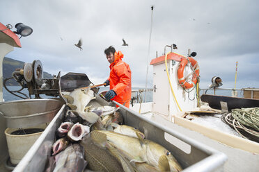 Fischer bei der Arbeit auf einem Boot mit frischem Fisch im Vordergrund - CUF37492