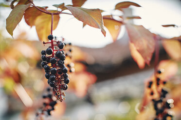 Aroniabeeren, Aronia, wachsen auf einem Zweig - BZF00411