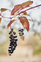 Aroniabeeren, Aronia, wachsen auf einem Zweig - BZF00412