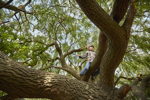 Junge sitzt hoch oben in einem Waldbaum, lizenzfreies Stockfoto