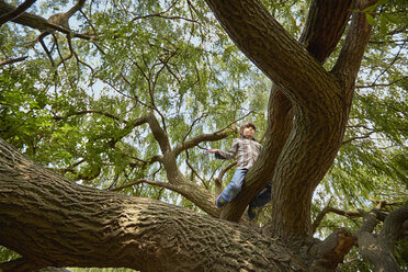 Boy sitting high in forest tree - CUF37544