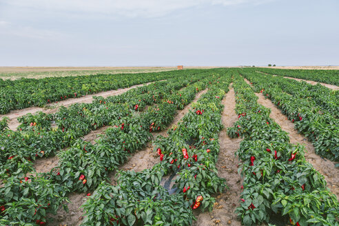 Serbia, field, red bell peppers - NOF00040