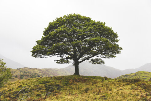 Vereinigtes Königreich, England, Cumbria, Lake District, einsamer Baum auf dem Lande - WPEF00541
