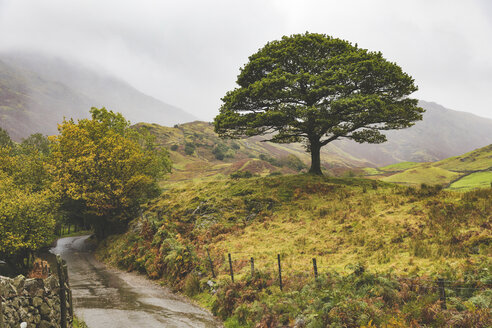 Vereinigtes Königreich, England, Cumbria, Lake District, einsamer Baum auf dem Lande - WPEF00542