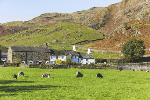 Vereinigtes Königreich, England, Cumbria, Lake District, grasende Kühe in der Landschaft neben dem Wrynose Pass - WPEF00548