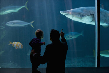 Kleiner Junge und Vater beobachten Fische im Aquarium - ISF14726