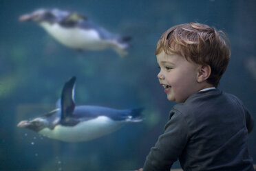 Junge genießt das Schwimmen von Pinguinen im Aquarium - ISF14728