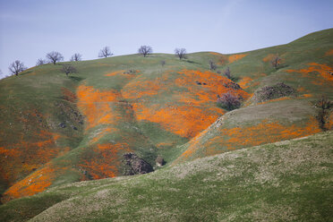 Undulating hillside, California, USA - ISF14915