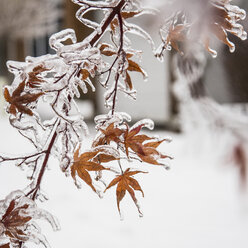 Frozen maple leaves after ice storm - ISF14996