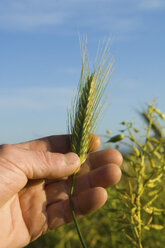 Hand of farmer holding ear of corn in field - CUF37999