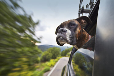 Hund schaut während der Fahrt aus dem Autofenster - ISF15229