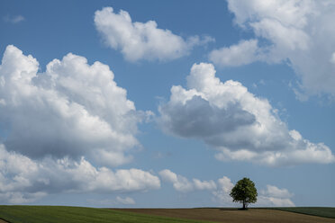 Österreich, Burgenland, Einzelbaum - EJWF00886