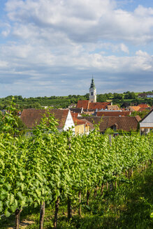 Österreich, Niederösterreich, Waldviertel, Wachau, Langenlois, Pfarrkirche, Weinberg - WWF04232