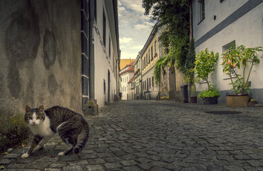 Austria, Steyr, cat on street, alley - EJWF00889