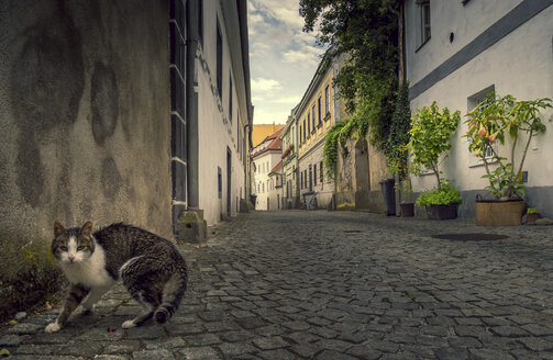 Österreich, Steyr, Katze auf Straße, Gasse - EJWF00889