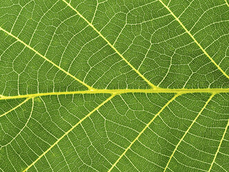 Close-up of a green leaf, leaf veins - EJWF00890