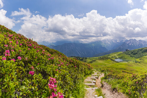 Deutschland, Bayern, Allgäu, Allgäuer Alpen, Fellhorn, Blick zum Schlappolter See mit Alpenrosen neben dem Wanderweg im Vordergrund - WGF01203