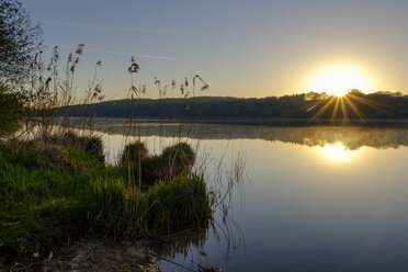 Germany, Bavaria, Upper Bavaria, Chiemgau, Rupertiwinkel, reed at Tachinger See against morning sun - LBF01984