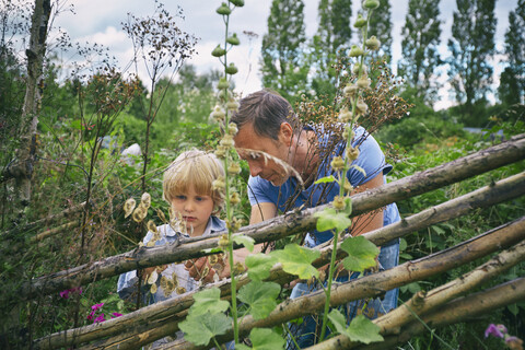 Vater und Sohn betrachten die Pflanzen im Kleingarten, lizenzfreies Stockfoto