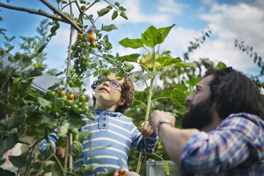 Vater und Sohn pflücken Kirschtomaten im Kleingarten - CUF38262