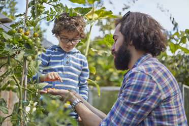 Vater und Sohn zählen die gepflückten Kirschtomaten im Kleingarten - CUF38263