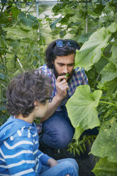 Vater und Sohn riechen an den Pflanzen im Kleingarten - CUF38264