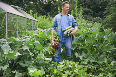 Man picking courgettes and beetroot on allotment - CUF38283