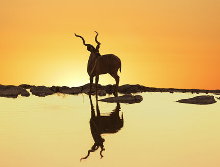Kudu (Tragelaphus strepsiceros), der sich bei Sonnenuntergang in einem See spiegelt, Etosha National Park, Namibia - CUF38305