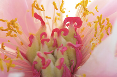 Close up of pink petaled flower with pink and yellow stamen - CUF38453