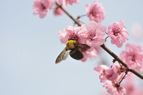 Nahaufnahme einer Biene beim Fressen einer Pfirsichblüte, lizenzfreies Stockfoto