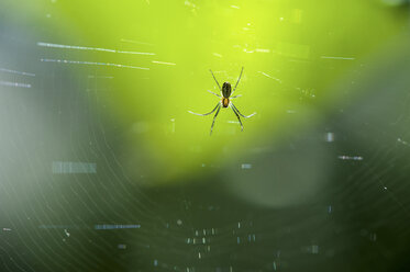 Nahaufnahme einer Spinne im Netz - CUF38456