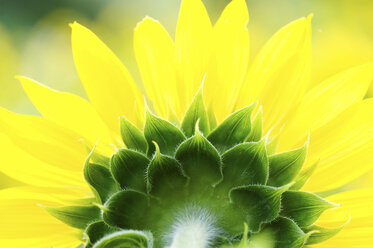 Rear view close up of yellow petaled flowerhead - CUF38457