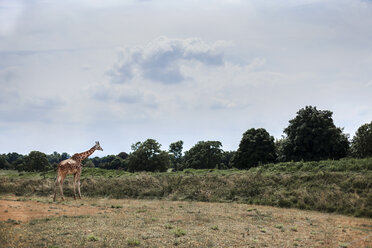 Giraffe im Feld, Cotswold Wildlife Park, Burford, Oxfordshire, UK - CUF38504