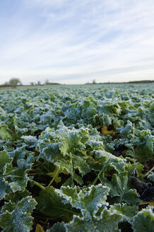 Ölraps auf dem Feld - CUF38514