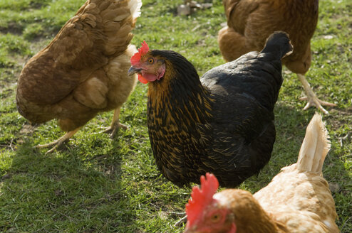 Nahaufnahme von freilaufenden Hühnern auf einem Feld - CUF38515