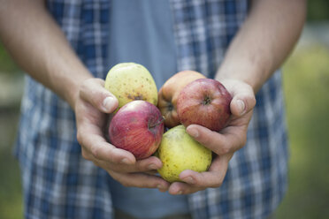 Hands of young male farmer holding apples, Premosello, Verbania, Piemonte, Italy - CUF38640