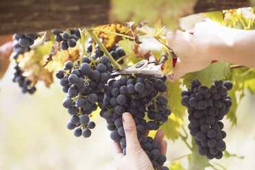 Nahaufnahme der Hände einer jungen Frau beim Schneiden von Weintrauben, Premosello, Verbania, Piemonte, Italien - CUF38643