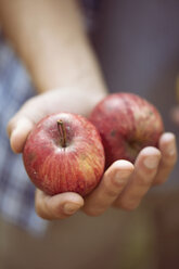 Nahaufnahme der Hand eines jungen Landwirts, der zwei Äpfel hält, Premosello, Verbania, Piemonte, Italien - CUF38646
