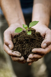 Close up of hand of young male farmer holding soil and seedling, Premosello, Verbania, Piemonte, Italy - CUF38647