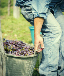 Beschnittene Aufnahme eines jungen männlichen Landwirts, der Körbe mit Weintrauben zieht, Premosello, Verbania, Piemonte, Italien - CUF38650